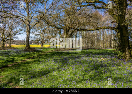 A Cranborne Chase Dorset Inghilterra Aprile 20, 2016 Un bellissimo, bluebell legno, vicino a a Cranborne Chase Foto Stock