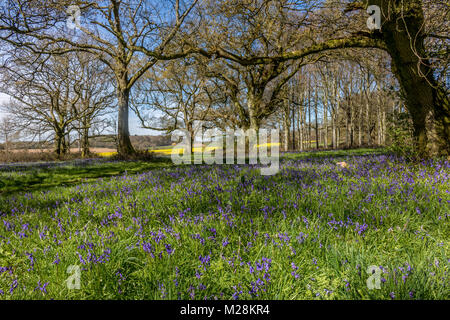 A Cranborne Chase Dorset Inghilterra Aprile 20, 2016 Un bellissimo, bluebell legno, vicino a a Cranborne Chase Foto Stock