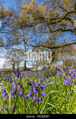 A Cranborne Chase Dorset Inghilterra Aprile 20, 2016 Un bellissimo, bluebell legno, vicino a a Cranborne Chase Foto Stock