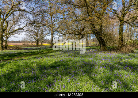 A Cranborne Chase Dorset Inghilterra Aprile 20, 2016 Un bellissimo, bluebell legno, vicino a a Cranborne Chase Foto Stock