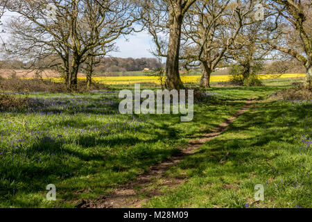 A Cranborne Chase Dorset Inghilterra Aprile 20, 2016 Un bellissimo, bluebell legno, vicino a a Cranborne Chase Foto Stock