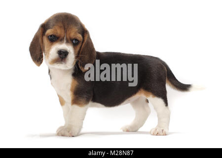 Cucciolo di Beagle vista laterale su sfondo bianco Foto Stock