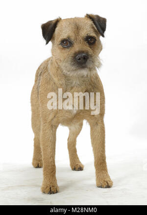 Campione australiano Border Terrier Foto Stock
