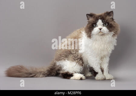 Punto di tenuta & White Selkirk Rex, seduta Foto Stock