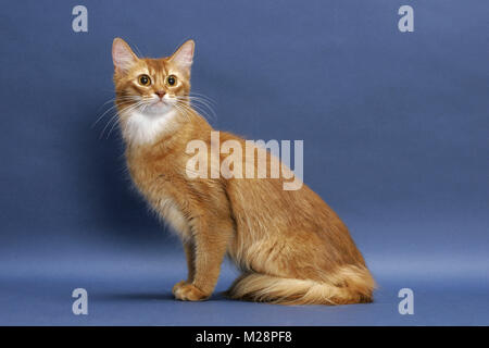 Il sorrel color rosso gatto somalo, seduto Foto Stock