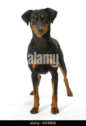 Campione australiano Pinscher Tedesco in studio Foto Stock