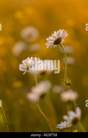 Luna daisy fiori in un prato di primavera Foto Stock