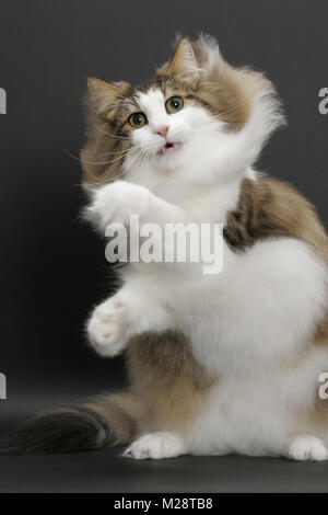 Fluffy Norvegese delle Foreste, Marrone Sgombro Tabby & White, curioso Foto Stock
