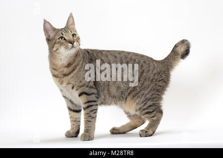 Pixie Bob in piedi su sfondo bianco Foto Stock