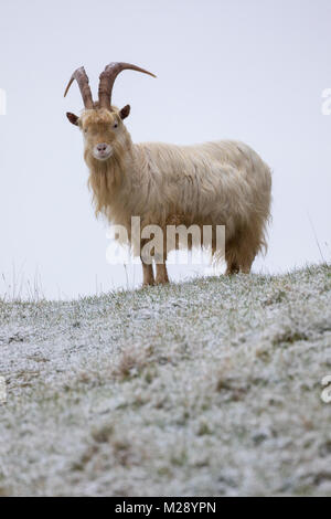 Llandudno, Galles, 6 febbraio 2018. Regno Unito Meteo. Come predetto un avviso di colore giallo per la neve per il Galles del Nord oggi con alcune parti che ricevono fino a 8cm su terra superiore. Molto inusuale neve per la località costiera di Llandudno nel Galles del Nord come questa capra selvatica sul Great Orme promontorio scoperto presso la costa balneare © DGDImages/Alamy Live News Foto Stock