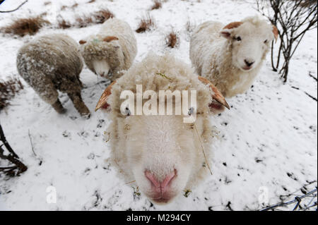 Affetside, Greater Manchester, Regno Unito. Il 6 febbraio, 2018. Un gregge di pecore di aspettare di essere alimentato come condizioni invernali arrivano al Affetside, Bury, Greater Manchester come un manto di neve copre il suolo in quello che dovrebbe essere la settimana più fredda dell'anno. Foto di Paolo Heyes, martedì 06 febbraio 2018. Credito: Paolo Heyes/Alamy Live News Foto Stock