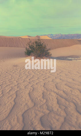 Il Mesquites dune di sabbia e il creosoto bush (Larrea Purshia) Foto Stock