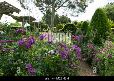 Rosa "Rapsodia in Blu" circondata da Yew Topiaria da nel giardino di rose a East Ruston Old Vicarage, East Ruston, Norwich, Norfolk, Regno Unito Foto Stock