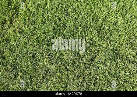 Naturale di erba verde dello sfondo. Campo da golf prato sullo sfondo. Foto Stock