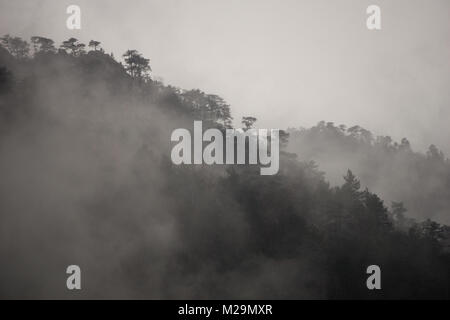 La nebbia che salgono dal bosco su una fredda e piovosa giornata invernale Foto Stock