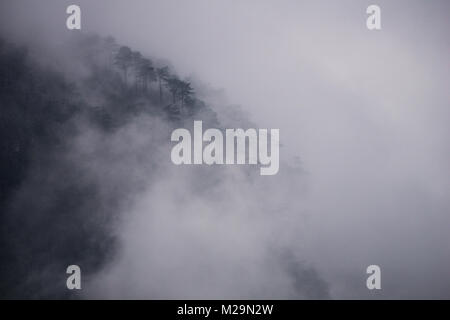 Alberi di pino orzo visibile attraverso la fitta nebbia che ha rotolato in su la Cerna Montagne in Romania Foto Stock