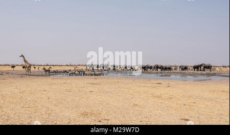 Un occupato Watering Hole nel Deserto Namibiano savana Foto Stock