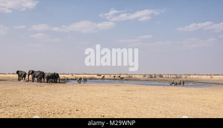 Un occupato Watering Hole nel Deserto Namibiano savana Foto Stock