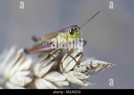 Prato grasshopper, Chorthippus parallelus Foto Stock