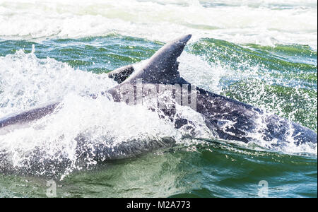 I delfini in Walvis Bay, Namibia. Foto Stock