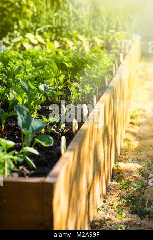 La verdura cresce in un ceppo di legno letto giardino Foto Stock