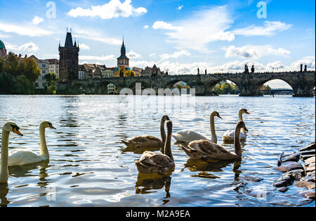 Praga, Repubblica Ceca: Paesaggio di cigni bianchi sul fiume Moldava vicino al Ponte di Carlo. Foto Stock
