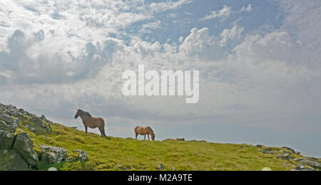 Pony nei pressi di Cox Tor, Parco Nazionale di Dartmoor, Devon Foto Stock