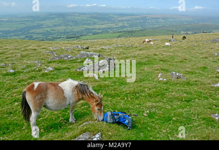 Pony nei pressi di Cox Tor, Parco Nazionale di Dartmoor, Devon Foto Stock