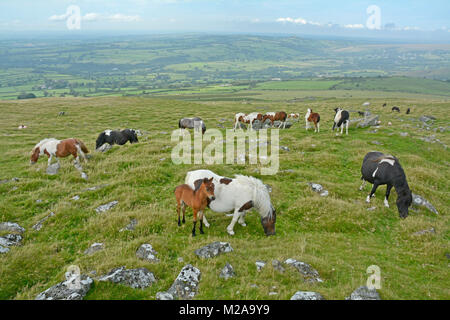 Pony nei pressi di Cox Tor, Parco Nazionale di Dartmoor, Devon Foto Stock