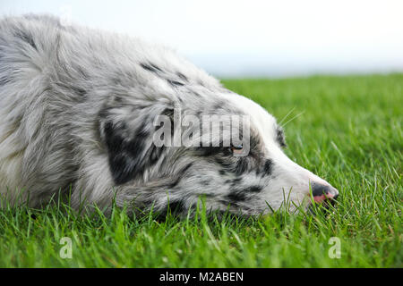 Carino pastore australiano sdraiati sull'erba e guardando soddisfatti e felici. Foto Stock