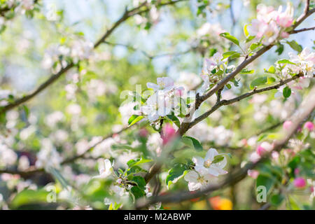 Rosa delicate fioriture di melo con sfondo sfocato. Natura bellissima scena. Fiori di primavera sulla Pasqua giornata di sole. Messa a fuoco selettiva. Spazio per tex Foto Stock