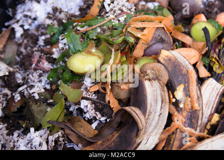 Close up di scarti vegetali e carta tagliuzzata in un worm compostiera Foto Stock