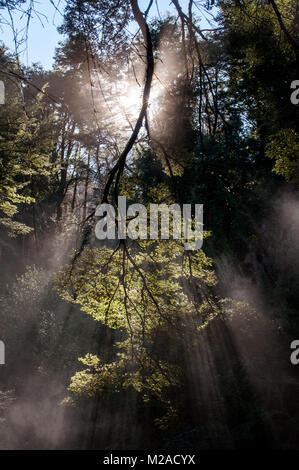 I raggi di luce del sole che filtra attraverso le foglie e rami di un albero vicino a Pucon, Cile Foto Stock