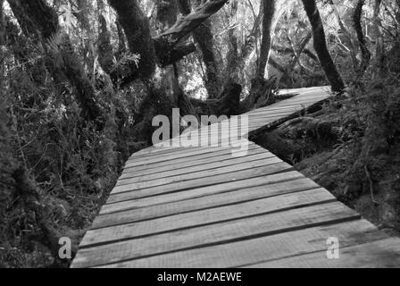 Un percorso realizzato da tavole di legno che passa attraverso un bosco in Cile Foto Stock