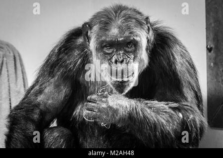 Uno scimpanzé fissando fotocamera, girato in bianco e nero Foto Stock
