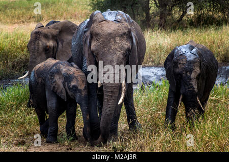 Famiglia di elefanti Foto Stock