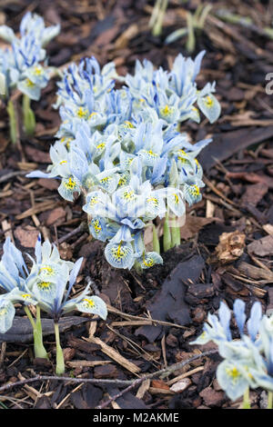 Iris "Katharine Hodgkin fiori". Foto Stock
