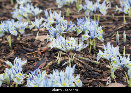 Iris "Katharine Hodgkin fiori". Foto Stock