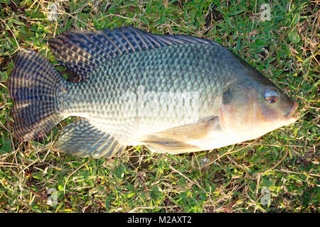 Un Mozambico tilapia (Oreochromis mossambicus) un tilapiine cichlid pesce Foto Stock