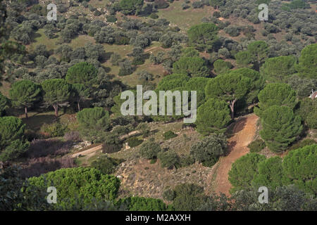 Vista su leggermente paesaggio boscoso Parque Natural Sierra de Andujar, Jaen, Spagna gennaio Foto Stock