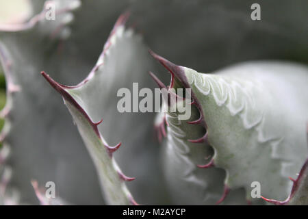 Macro di grigio verde foglie succulente con spine - messa a fuoco selettiva - sfondo Foto Stock