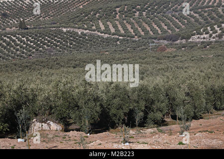 Vista sugli uliveti della provincia di Jaén, regione dell'Andalusia, Spagna, Europa Gennaio Foto Stock