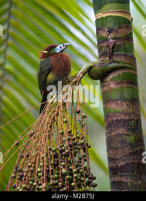 Spot-fatturati Toucanet (Selenidera maculirostris) su un Palmito albero nella foresta pluviale atlantica Foto Stock