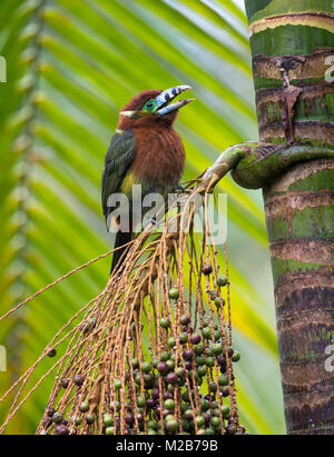 Spot-fatturati Toucanet (Selenidera maculirostris) su un Palmito albero nella foresta pluviale atlantica Foto Stock