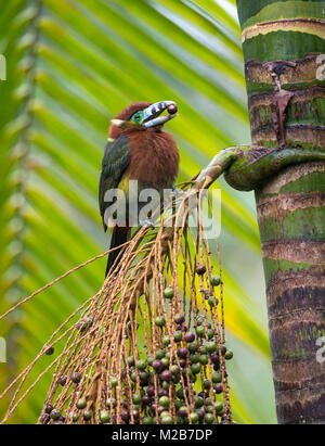 Spot-fatturati Toucanet alimentazione su un Palmito albero nella foresta pluviale atlantica Foto Stock