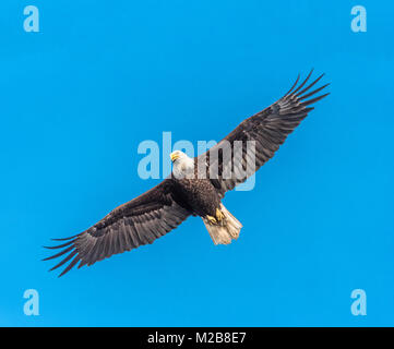 Aquila calva in volo contro il cielo blu Foto Stock