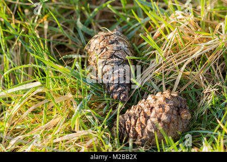 Due di pino silvestre coni giacente a terra in inverno, Dorset, Regno Unito Foto Stock