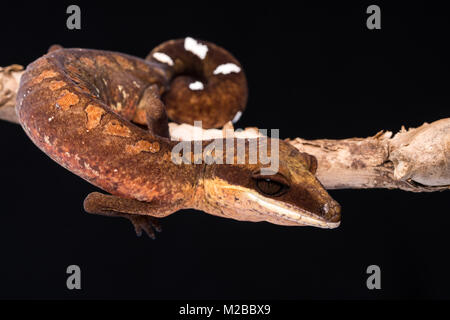 Felinus Aeluroscalabotes / gatto geco Foto Stock