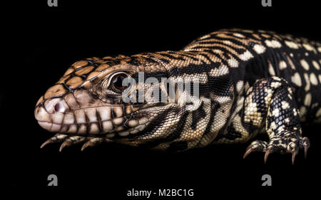 Salvator merianae Argentina / bianco e nero tegu Foto Stock