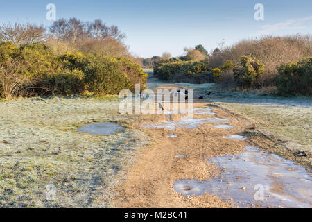 Carrion crows in cerca di cibo e acqua in una fredda mattina inverni, Turbary comune natura Riserva, Dorset, Regno Unito Foto Stock